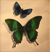 Butterfly Study in Green