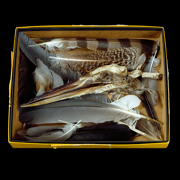 Great Blue Heron Skull and Feathers 1/20