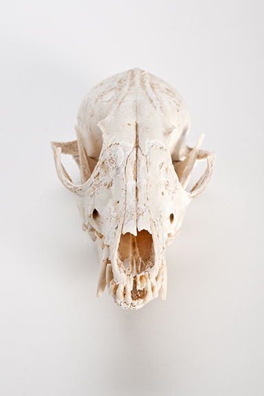 The Find: Skull #2  1/10