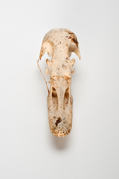 The Find: Skull #4  1/10