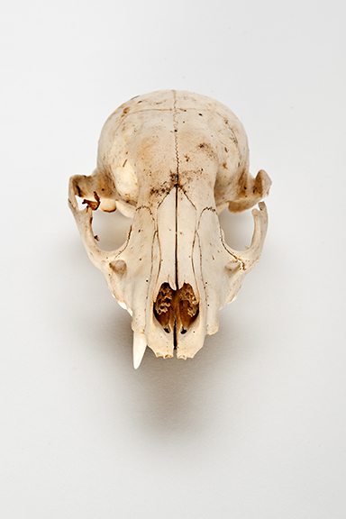 The Find: Skull #6  1/10
