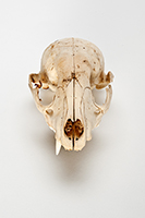 The Find: Skull #6  1/10