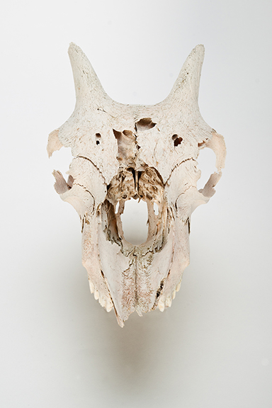 The Find: Skull #9  1/10