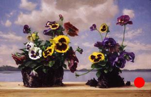 Pansies and Sky